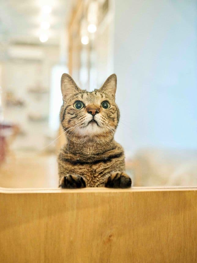 中古マンションのリノベーション後のドアから覗く猫